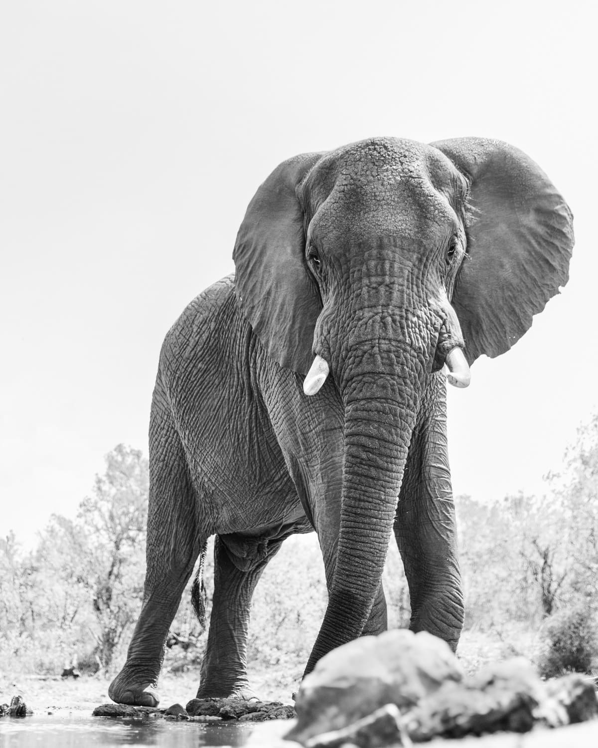 Photographe animalier Afrique Cecile Terrasse